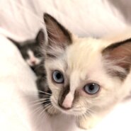 in江南市☆子猫がいっぱい☆保護猫をオウチに迎えよう☆2025年7月27日（日）～ 非営利団体「ちーむ にゃいんず」