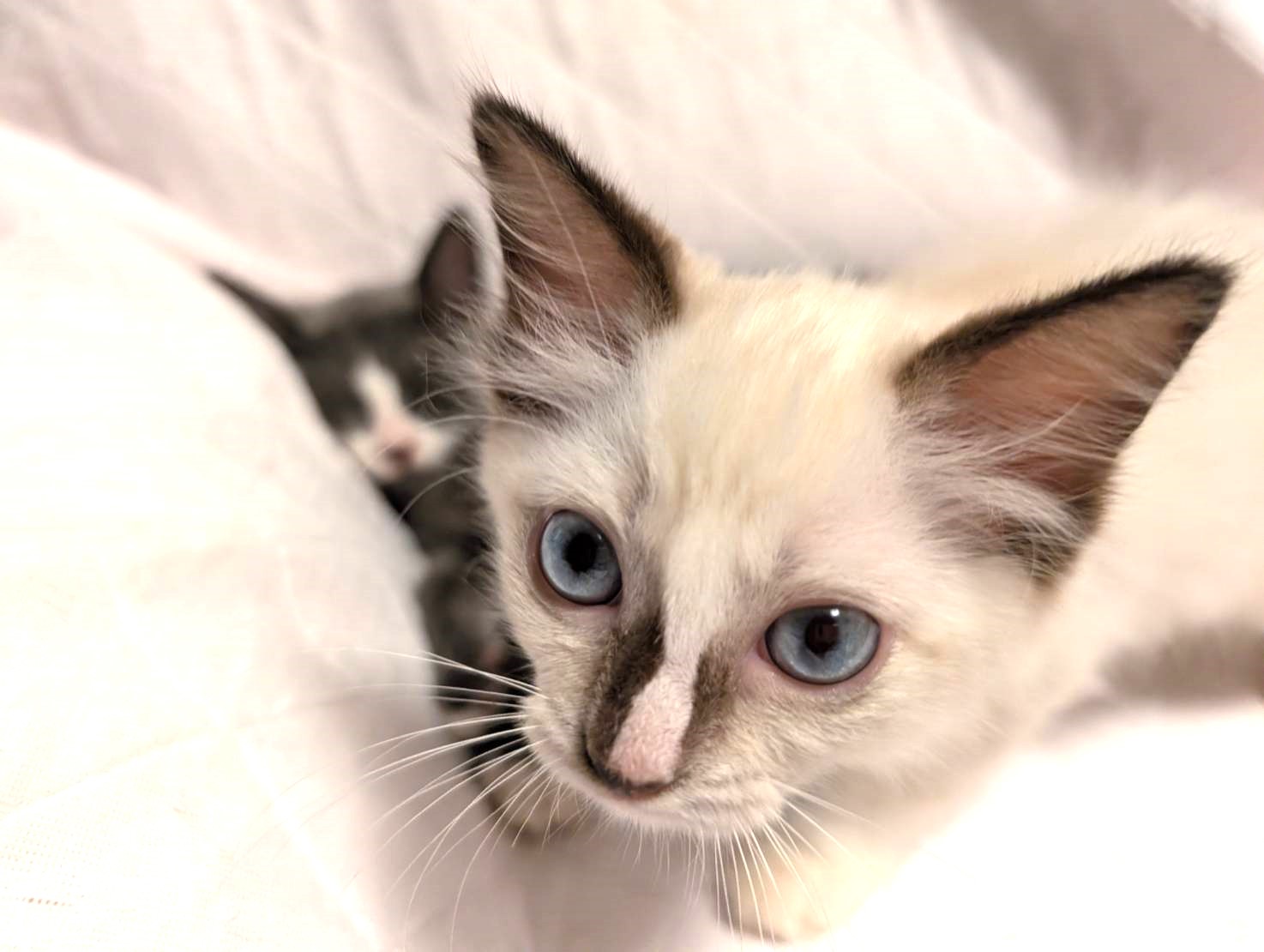 in江南市☆子猫がいっぱい☆保護猫をオウチに迎えよう☆2025年7月27日（日）～ 非営利団体「ちーむ にゃいんず」