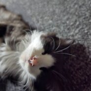 in日進市子猫がいっぱい☆保護猫をオウチに迎えよう☆2025年7月27日（日）～ 非営利団体「ちーむ にゃいんず」