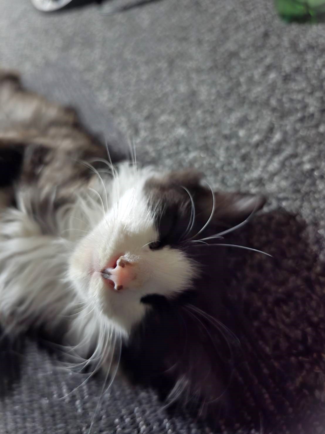 in日進市子猫がいっぱい☆保護猫をオウチに迎えよう☆2025年7月27日（日）～ 非営利団体「ちーむ にゃいんず」