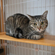 【譲渡決定】コマメ：人といられれば幸せ。猫馴れ訓練中