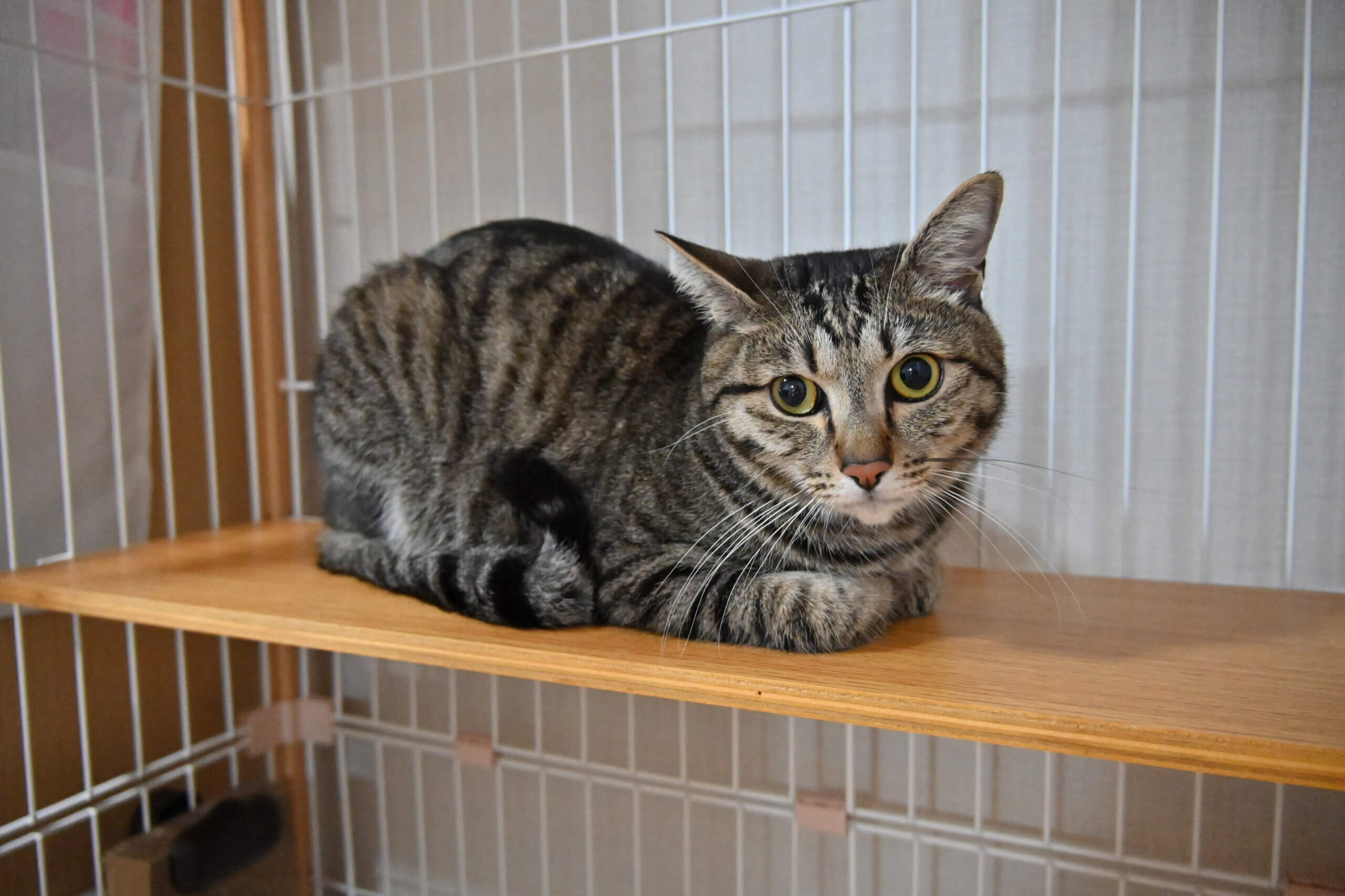 【譲渡決定】コマメ：人といられれば幸せ。猫馴れ訓練中