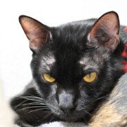 【譲渡決定】ふうご：シャイなイケメン