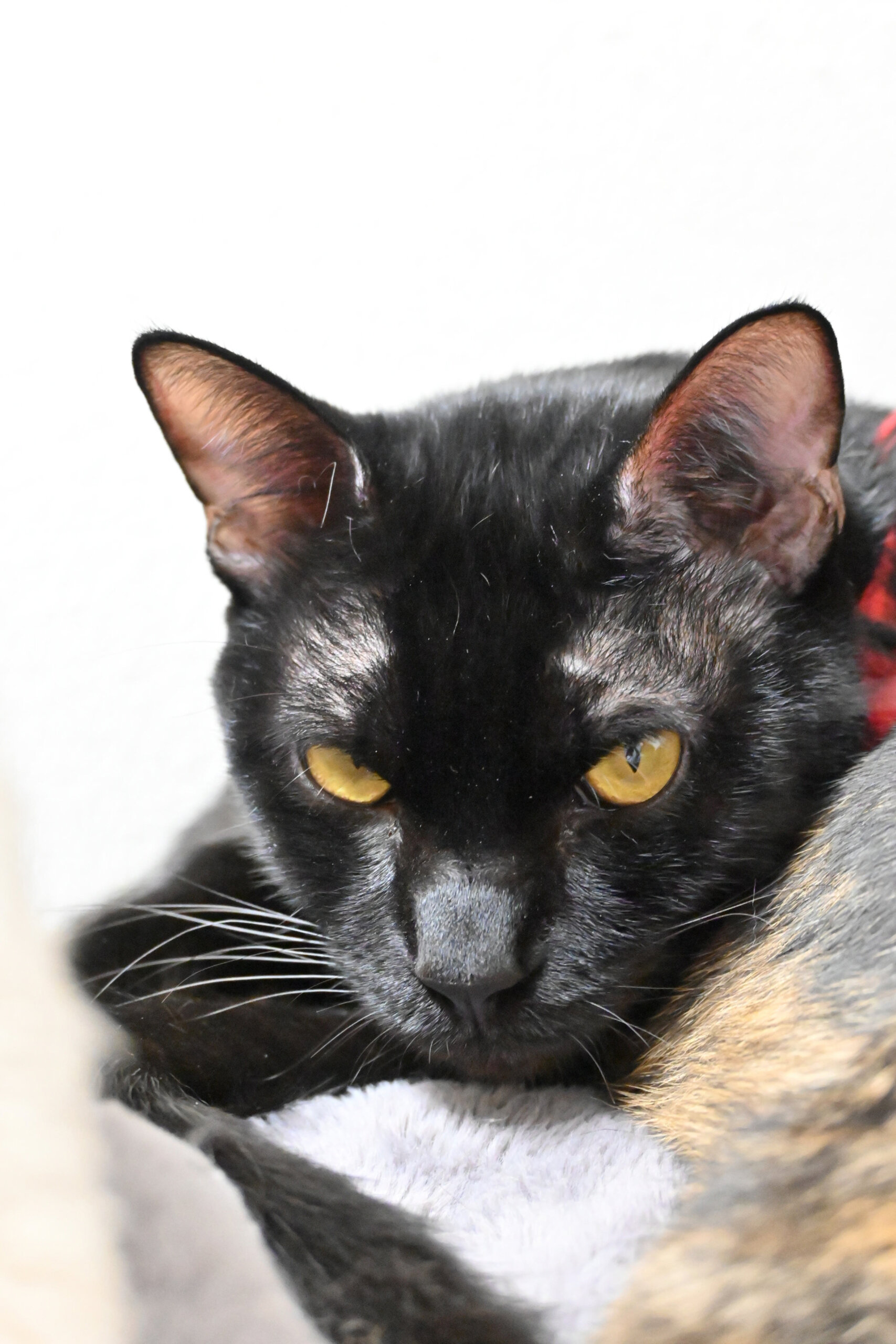 【譲渡決定】ふうご：シャイなイケメン