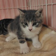 7月12日 (土) 譲渡会 参加します！ ルイ君です❣