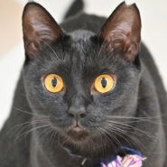 はなこ：おっとり甘え上手なお嬢さん