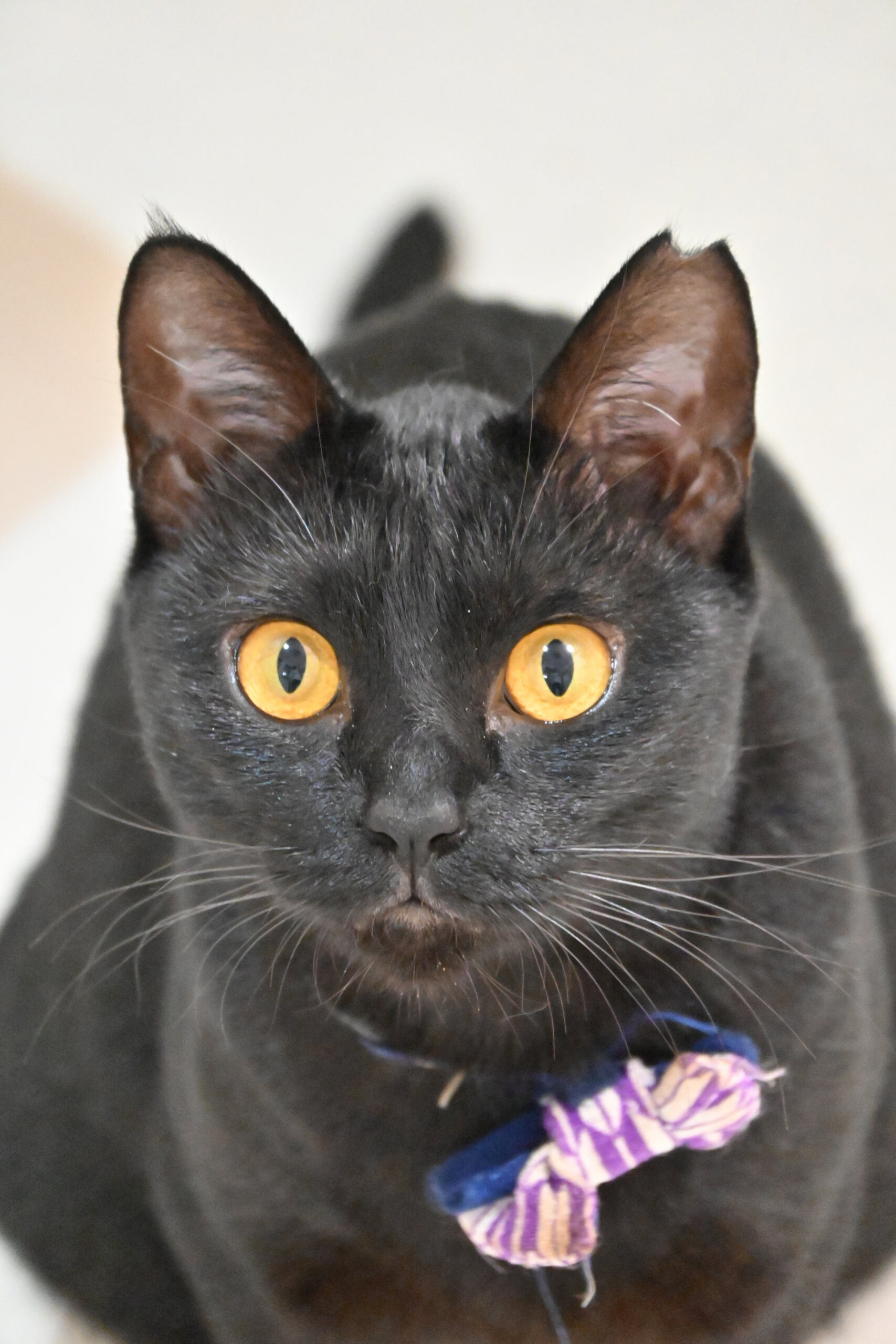 はなこ：おっとり甘え上手なお嬢さん