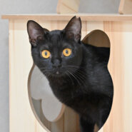 【譲渡決定】黒蜜：元気です！ 人はまだちょっと怖いけど