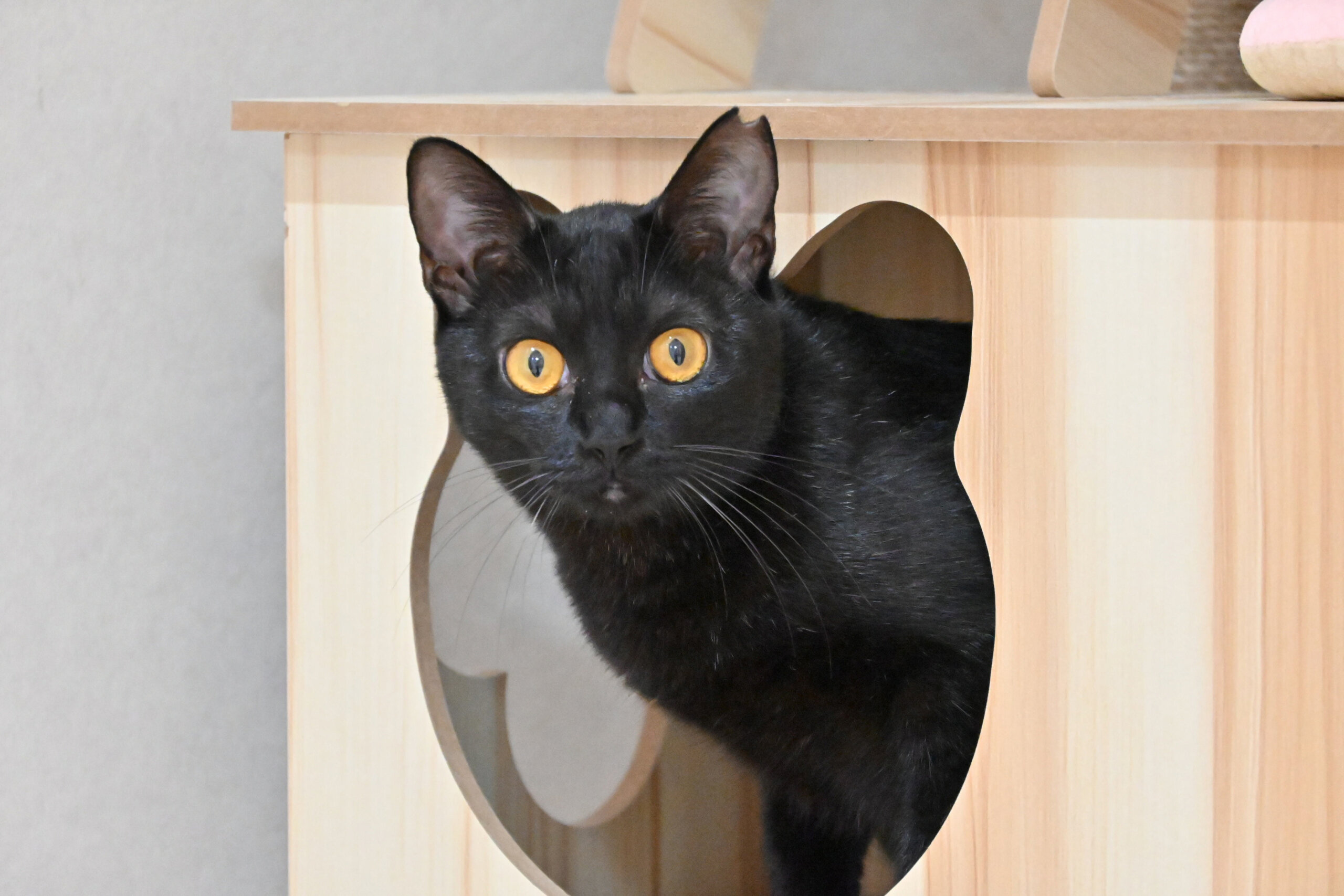 【譲渡決定】黒蜜：元気です！ 人はまだちょっと怖いけど