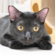 【譲渡決定】ダンケ：人にも少しずつ慣れてきました