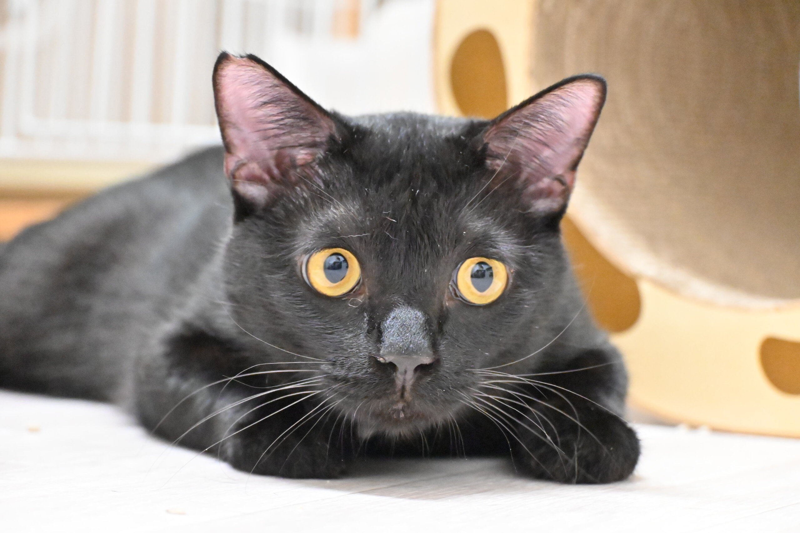 【譲渡決定】ダンケ：人にも少しずつ慣れてきました