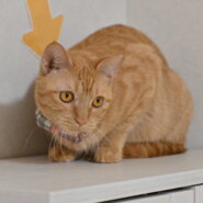 わらび：奥ゆかしい（？）茶トラの女の子