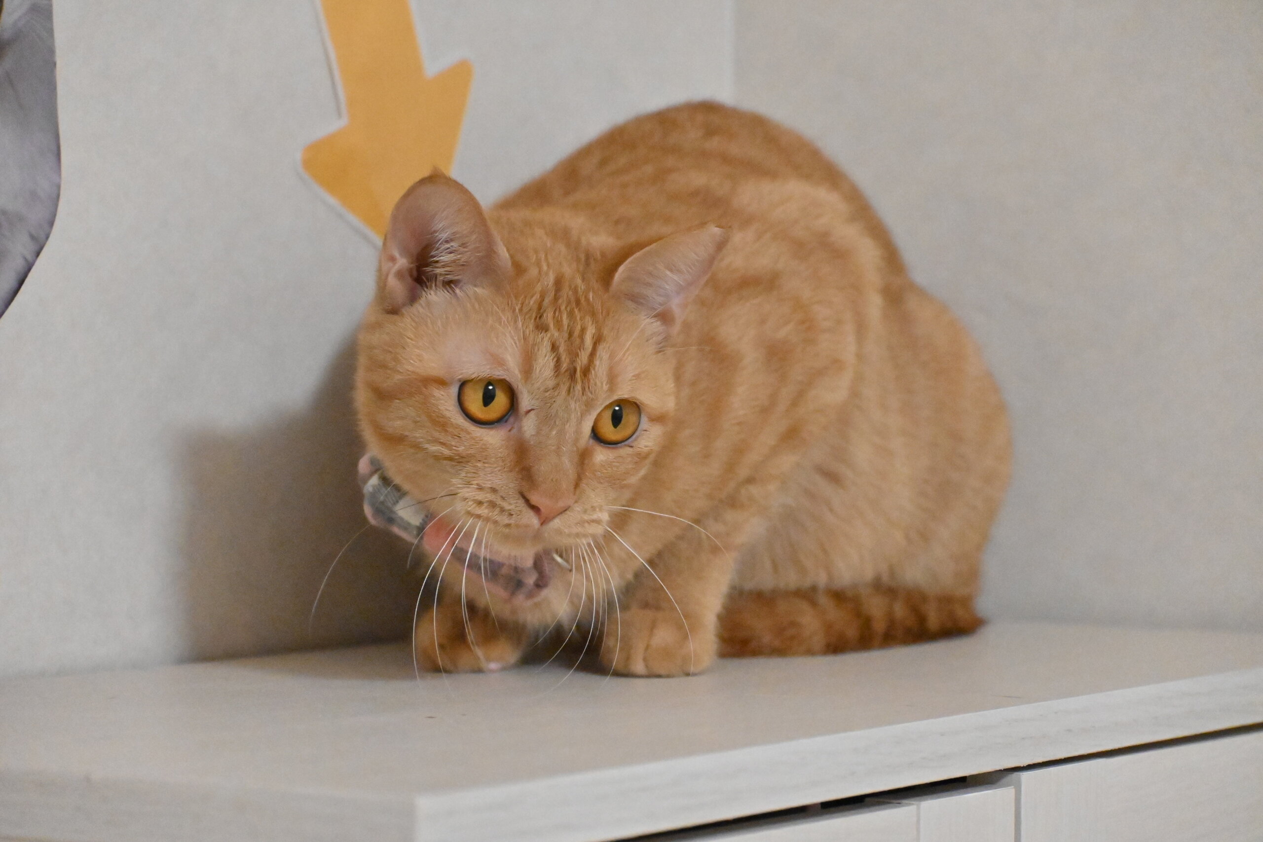 わらび：奥ゆかしい（？）茶トラの女の子