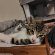 ちょっとビビりですが… 控えめだけど元氣いっぱい男の子 ♥ 永遠 です ❣