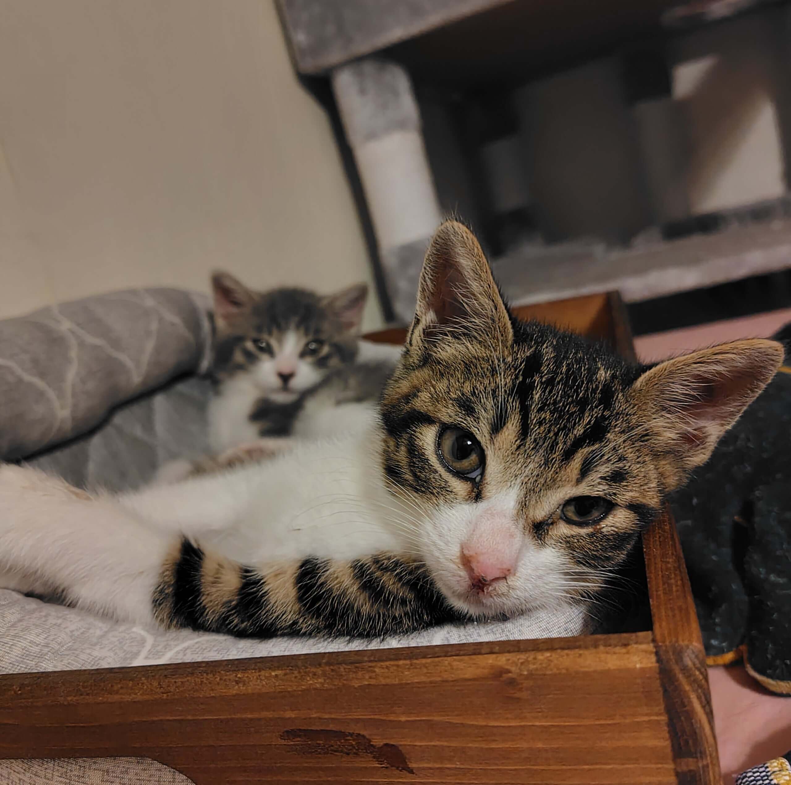 ちょっとビビりですが… 控えめだけど元氣いっぱい男の子 ♥ 永遠 です ❣