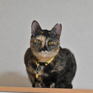 ひめ：人が大好き！　猫には強気