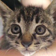【譲渡決定】アミ：子猫なのにしっかり者で大物になる予感？