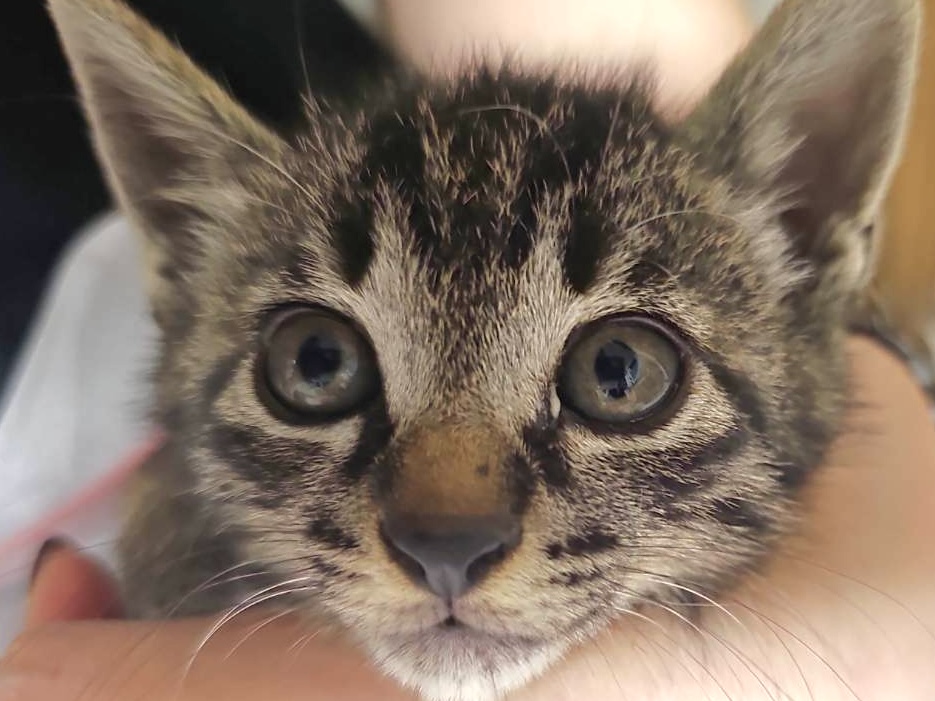 【譲渡決定】アミ：子猫なのにしっかり者で大物になる予感？