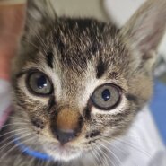 【譲渡決定】おね：甘えん坊のヤンチャ娘！元気いっぱいです