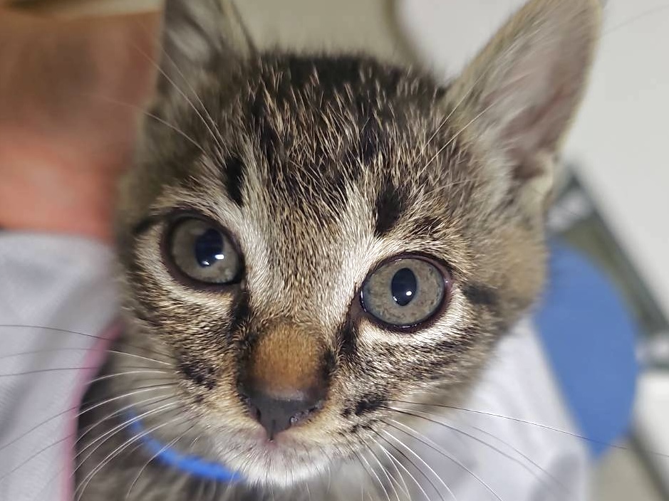 【譲渡決定】おね：甘えん坊のヤンチャ娘！元気いっぱいです