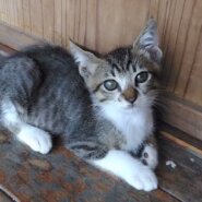 内気で甘えん坊のキジオくん