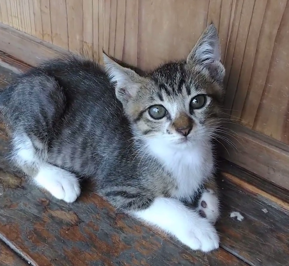 内気で甘えん坊のキジオくん