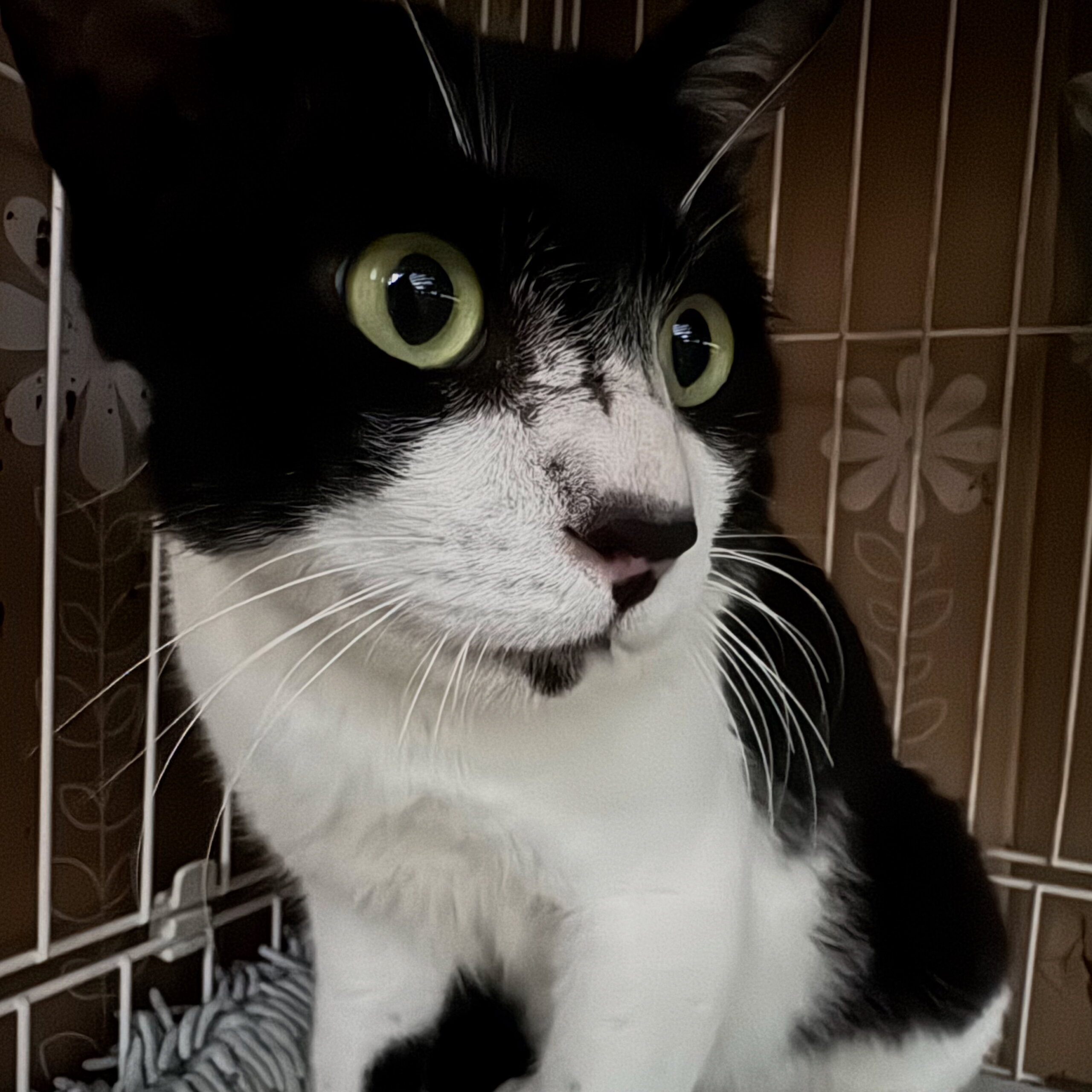 甘えんぼうのハチワレくん