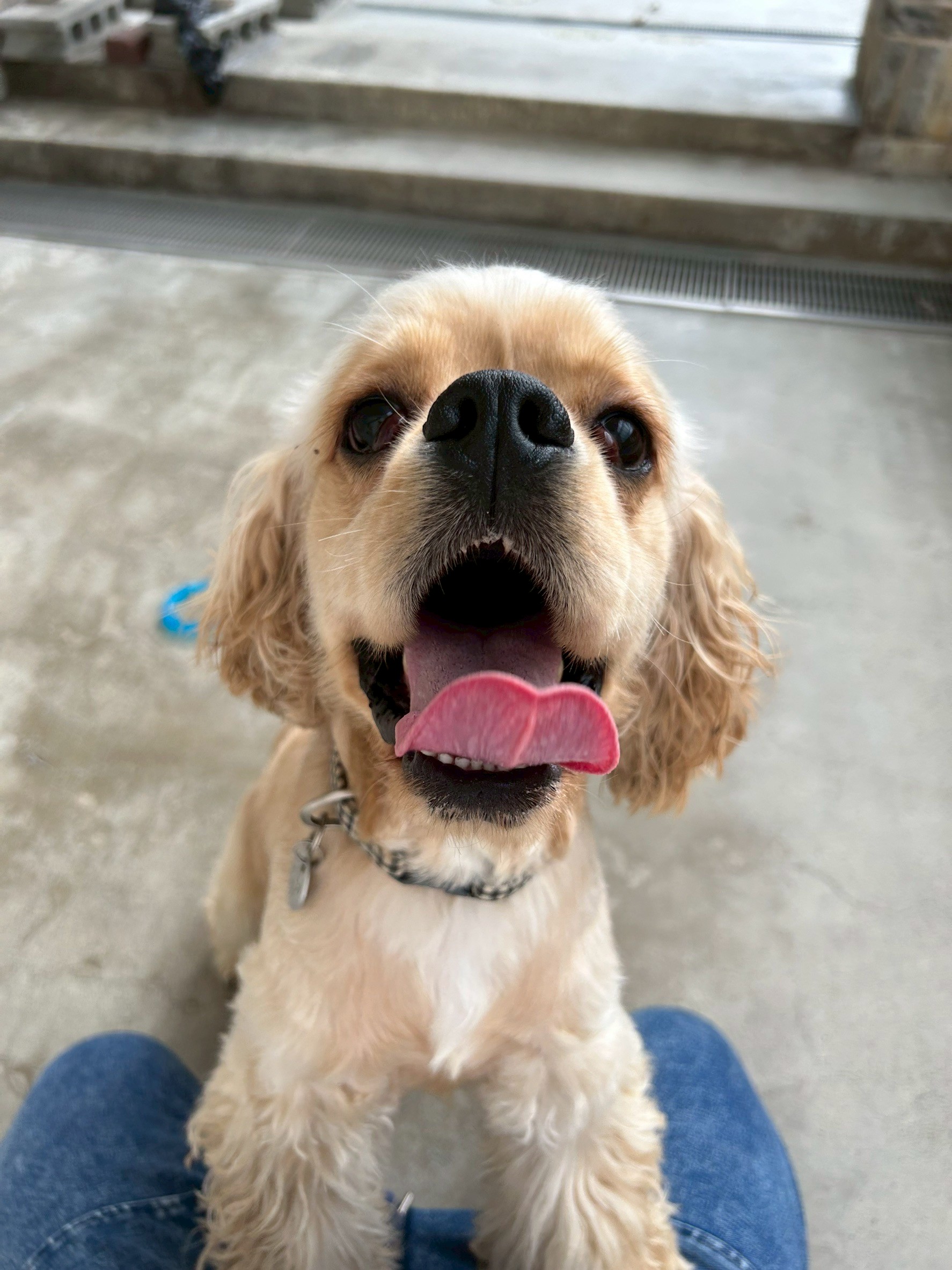 人が大好きおてんばアメリくん