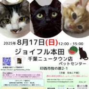 花ねこ譲渡会