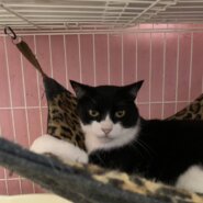 ⭐️大阪府堺市⭐️ニック⭐️６歳の男の子