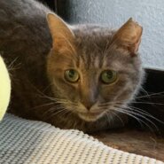 ⭐️大阪府堺市猫の里親会⭐️グレイちゃん⭐️ サバトラ⭐️３歳の女の子