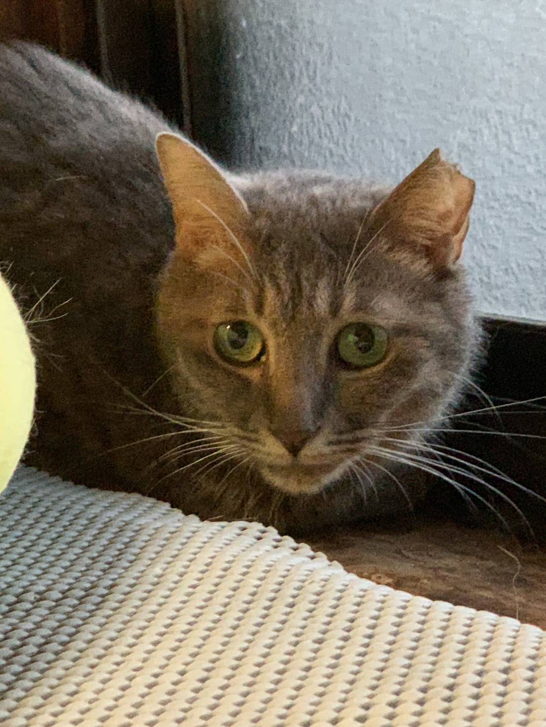 ⭐️大阪府堺市猫の里親会⭐️グレイちゃん⭐️ サバトラ⭐️３歳の女の子