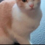 ⭐️大阪府堺市⭐️シナモン⭐️白三毛⭐️２歳の女の子