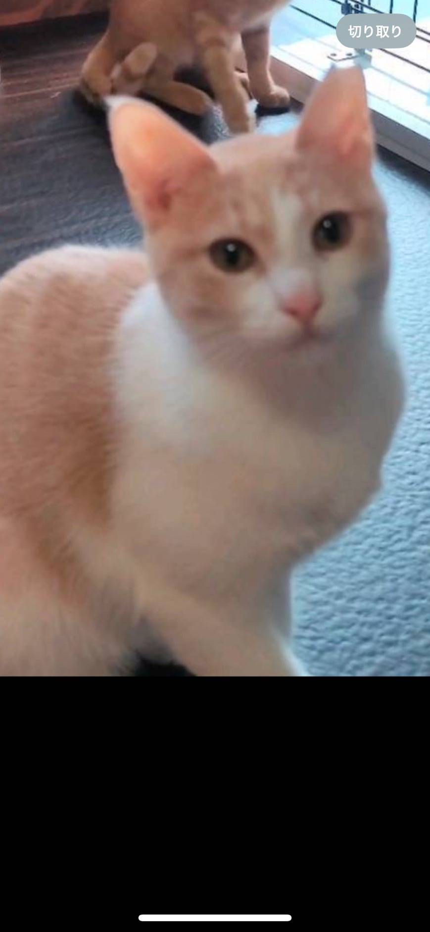 ⭐️大阪府堺市⭐️シナモン⭐️白三毛⭐️２歳の女の子