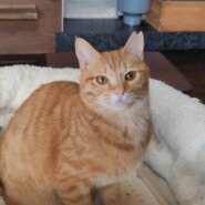 ⭐️大阪府堺市⭐️チャコ⭐️茶トラ⭐️２歳の女の子