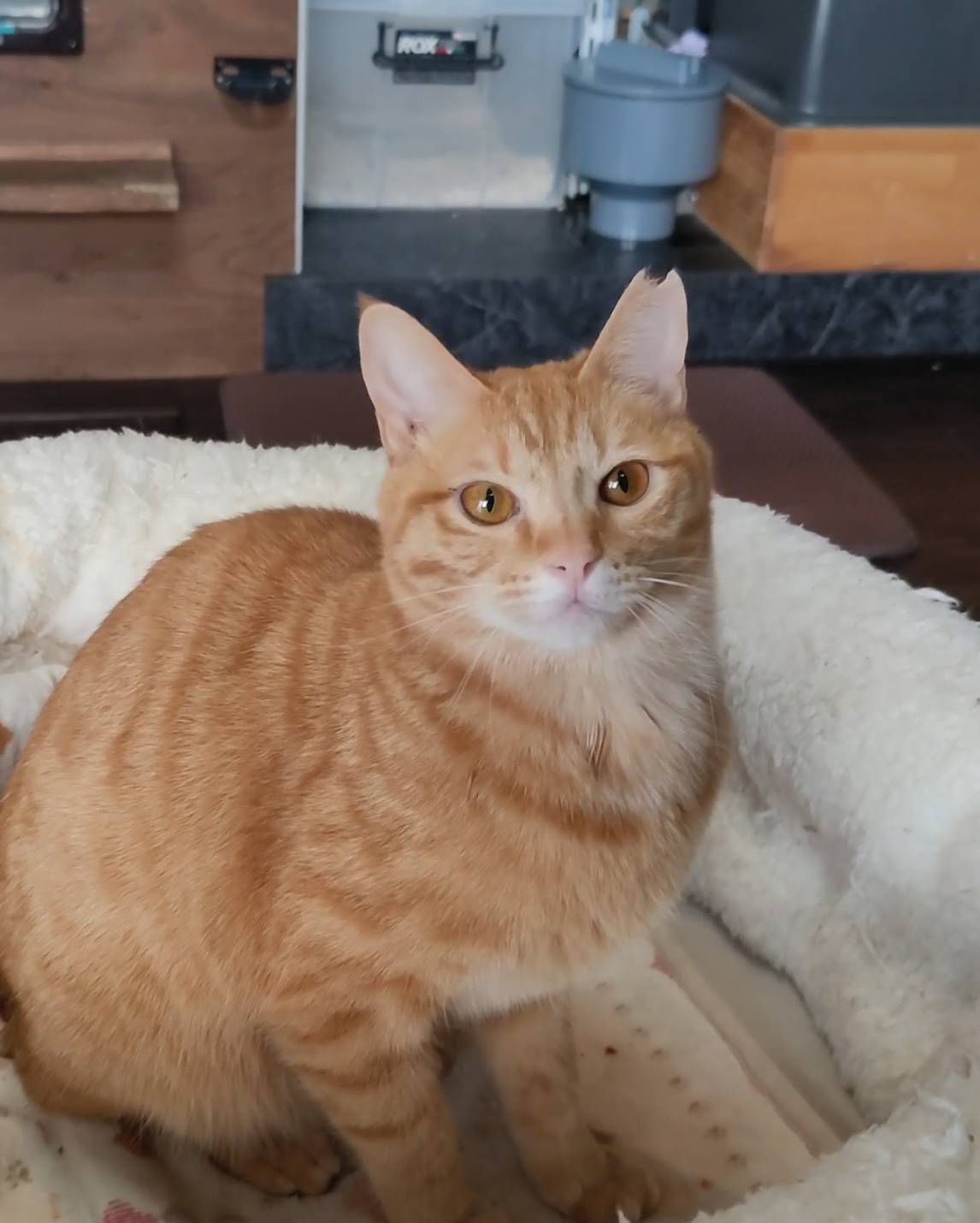 ⭐️大阪府堺市⭐️チャコ⭐️茶トラ⭐️２歳の女の子