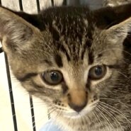 【譲渡決定】モネ：モリモリ食べてたくさん遊んで元気に成長中！