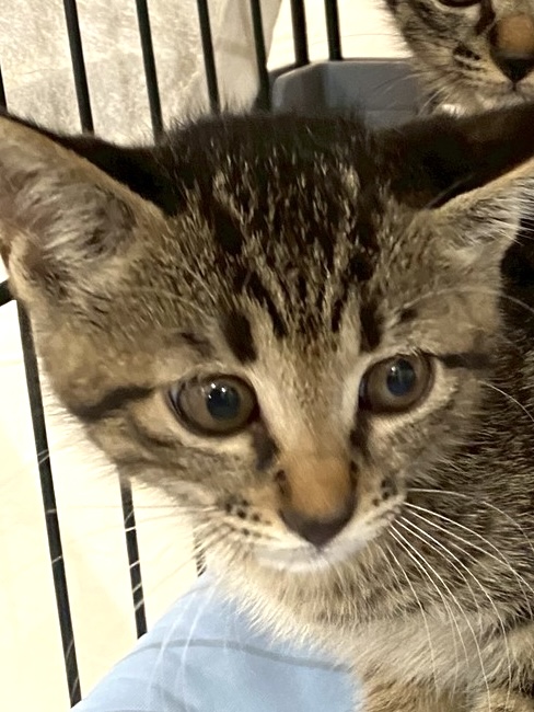 【譲渡決定】モネ：モリモリ食べてたくさん遊んで元気に成長中！