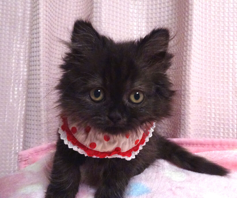 おっとり♪長毛スコティシュ★ペコちゃん２カ月半