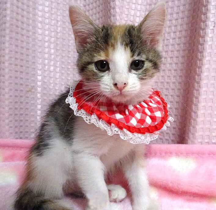 乳飲み子から育てた♪三毛♪メイちゃん ２ヵ月弱