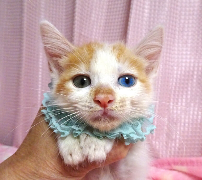 乳飲み子から育てた♪幸運のオッドアイ★アポロくん２ヵ月弱