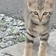 😺里親さんが決定しました😸