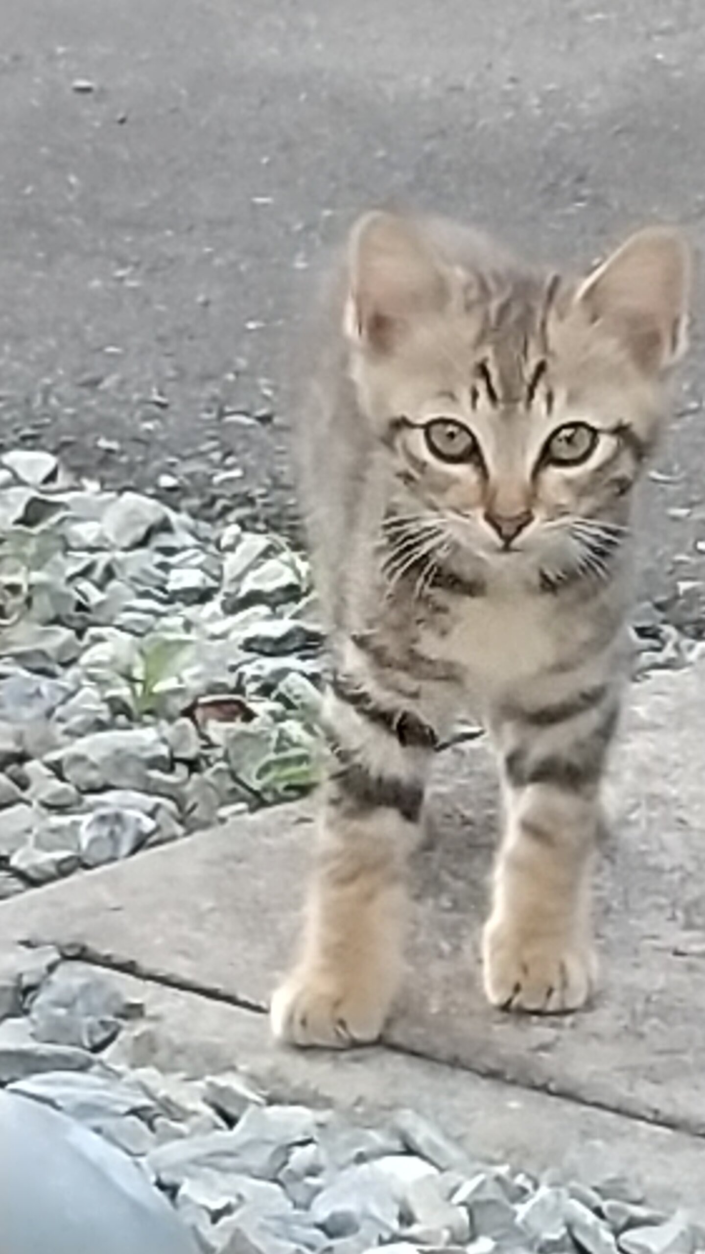 😺里親さんが決定しました😸