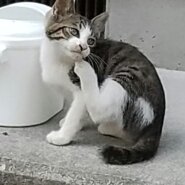 😺里親さんが決定しました😸