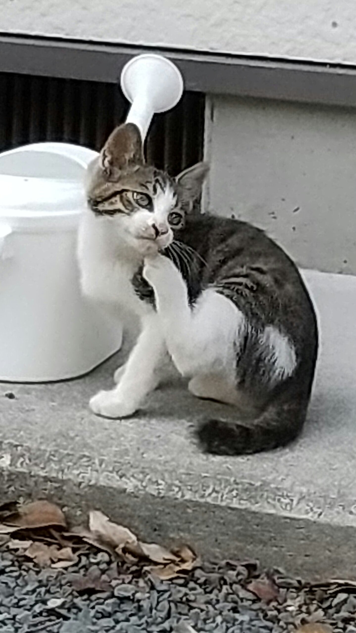 😺里親さんが決定しました😸