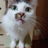 推定4～5才の半長毛の成猫(女の子)