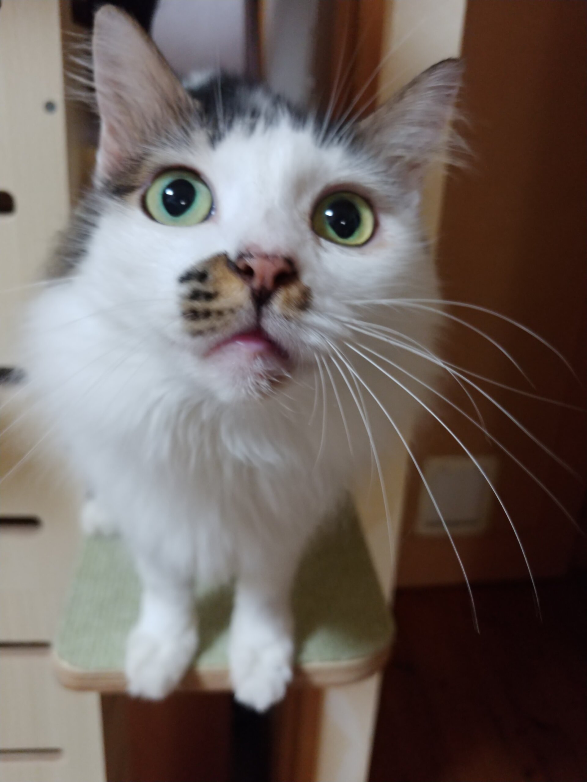 推定4～5才の半長毛の成猫(女の子)