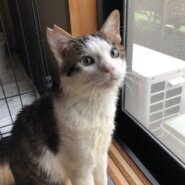 人懐っこい白キジくん❗️