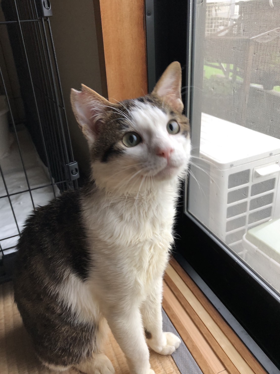 人懐っこい白キジくん❗️