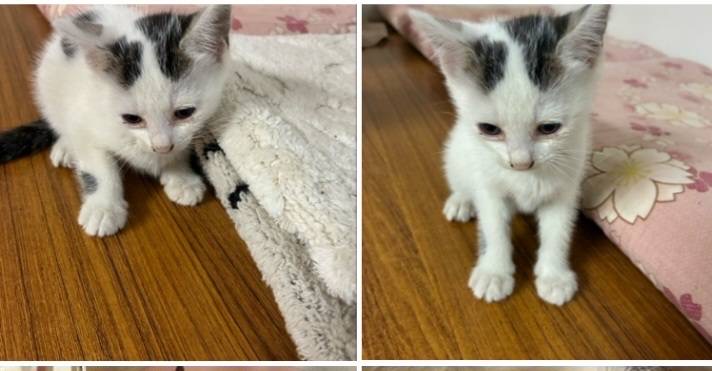 子猫4匹
